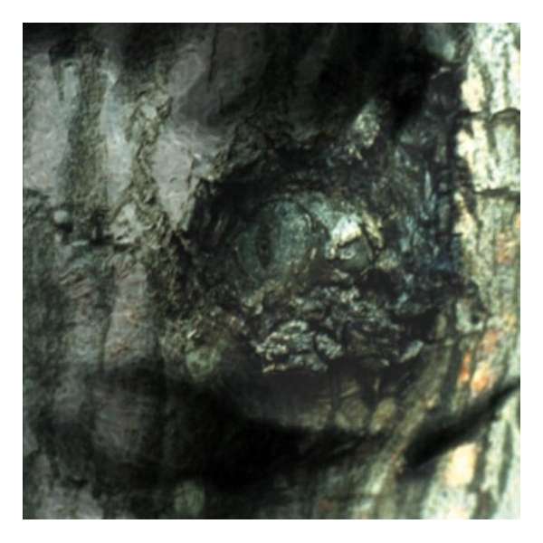La Valse Des Monstres (Re-Issue)